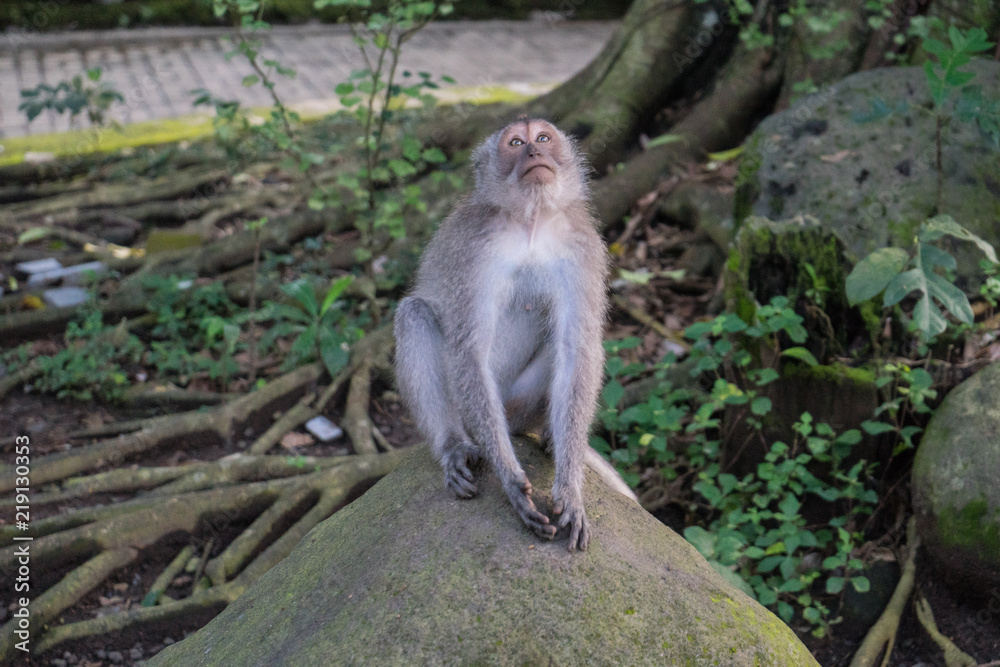 Ubud Sacred Monkey Forest Ubud Sacred Monkey Forest