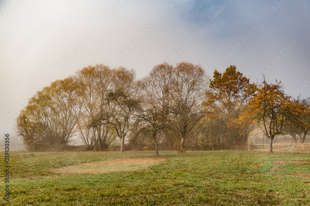Herbstliche Baumgruppe in auflösendem Nebel bei Neckartenzlingen Herbstliche Baumgruppe in auflösendem Nebel bei Neckartenzlingen