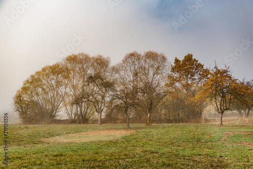 Herbstliche Baumgruppe in auflösendem Nebel