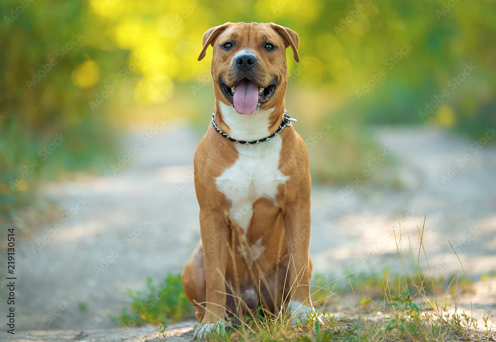 Strong and beautiful American staffordshire terrier portrait - obrazy, fototapety, plakaty 