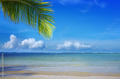 Palm tree branch and Caribbean sea .