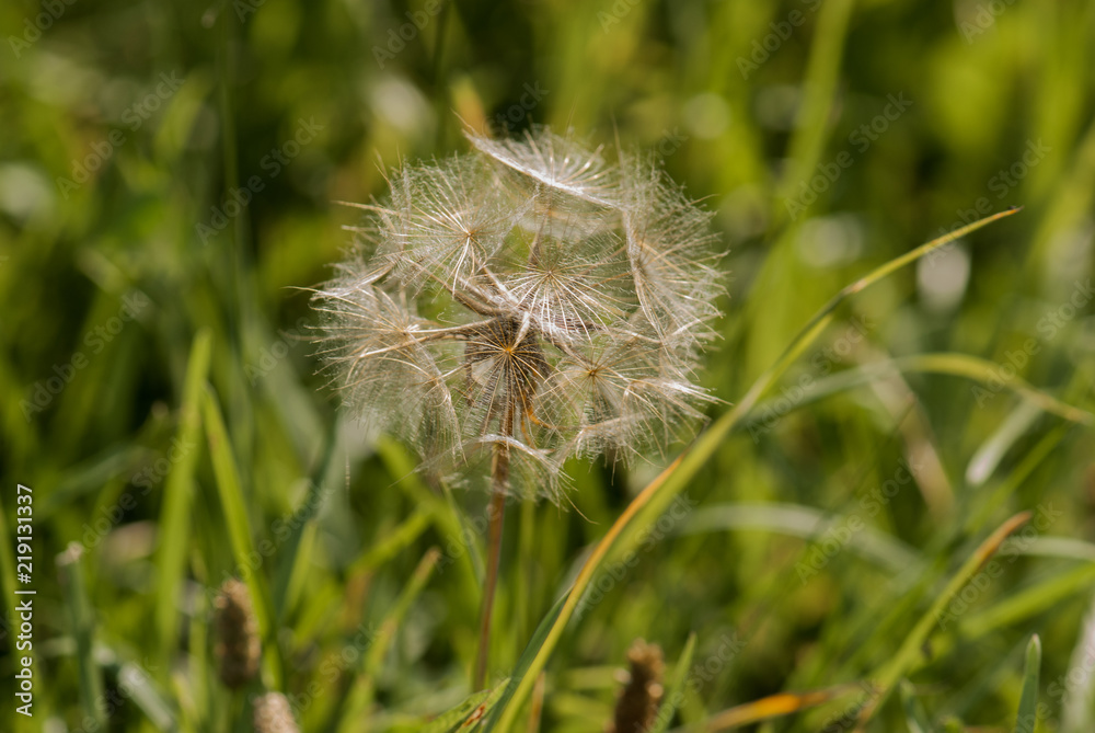 dmuchawce, zieleń, flora, kwiat, flower, natura, nature, beauty, dandelions, pola, field dmuchawce, zieleń, flora, kwiat, flower, natura, nature, beauty, dandelions, pola, field