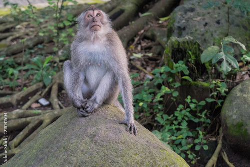 Ubud Sacred Monkey Forest