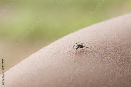 Mosquito sucking human blood.disease from mosquito in rainy seasons