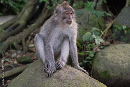 Ubud Sacred Monkey Forest