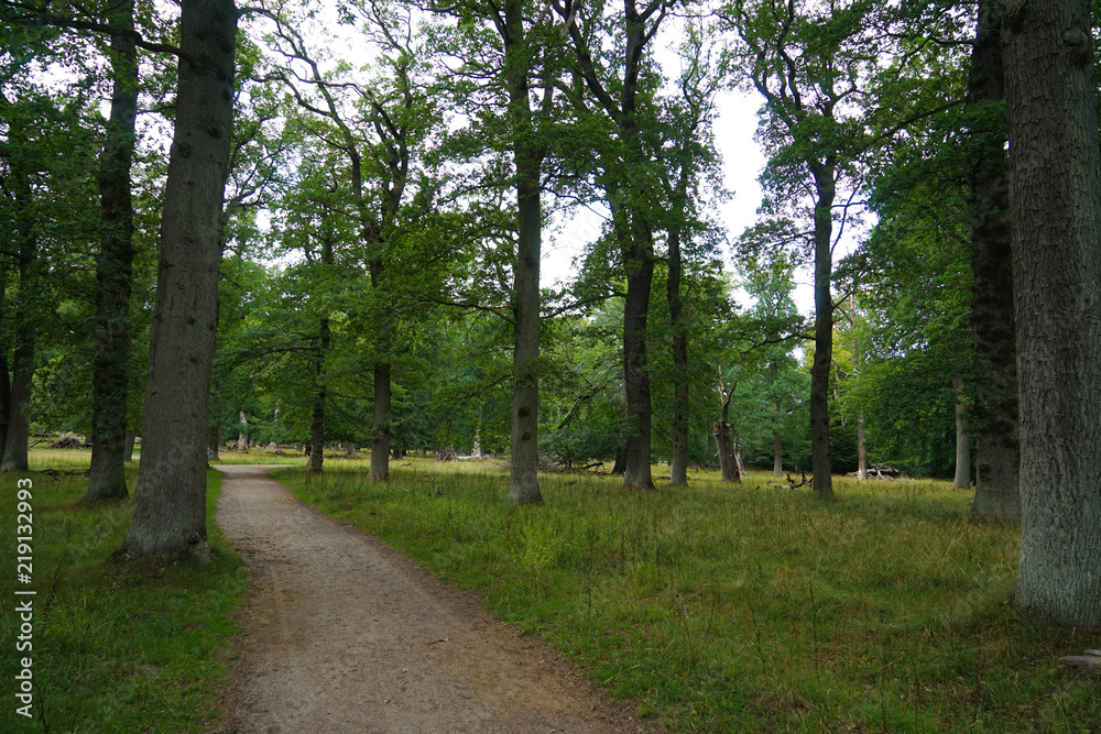 Dyrehaven is a forest park north of Copenhagen. It covers around 11 km². Dyrehaven is noted for its mixture of huge, ancient oak trees and large populations of red and fallow deer. Dyrehaven is a forest park north of Copenhagen. It covers around 11 km². Dyrehaven is noted for its mixture of huge, ancient oak trees and large populations of red and fallow deer.