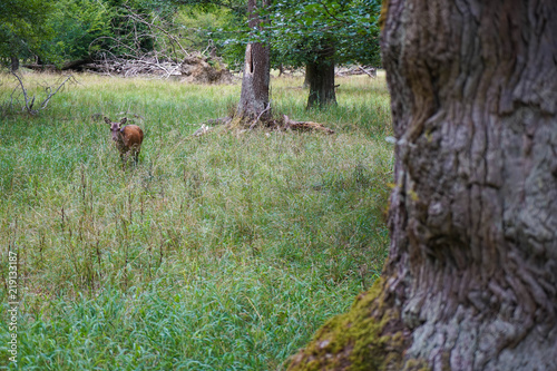 Dyrehaven is a forest park north of Copenhagen. It covers around 11 km  . Dyrehaven is noted for its mixture of huge  ancient oak trees and large populations of red and fallow deer.