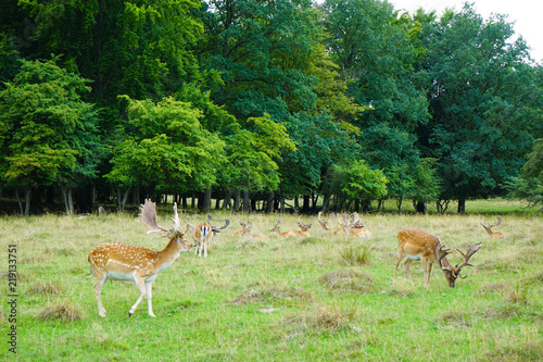 Fototapeta Naklejka Na Ścianę i Meble -  Dyrehaven is a forest park north of Copenhagen. It covers around 11 km². Dyrehaven is noted for its mixture of huge, ancient oak trees and large populations of red and fallow deer.