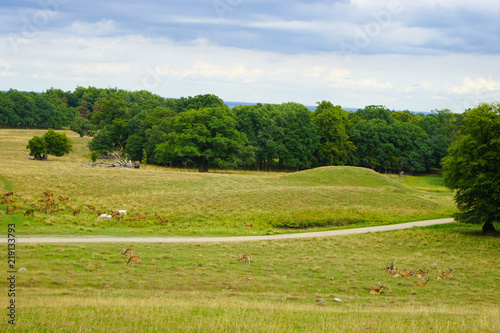 Dyrehaven is a forest park north of Copenhagen. It covers around 11 km². Dyrehaven is noted for its mixture of huge, ancient oak trees and large populations of red and fallow deer.