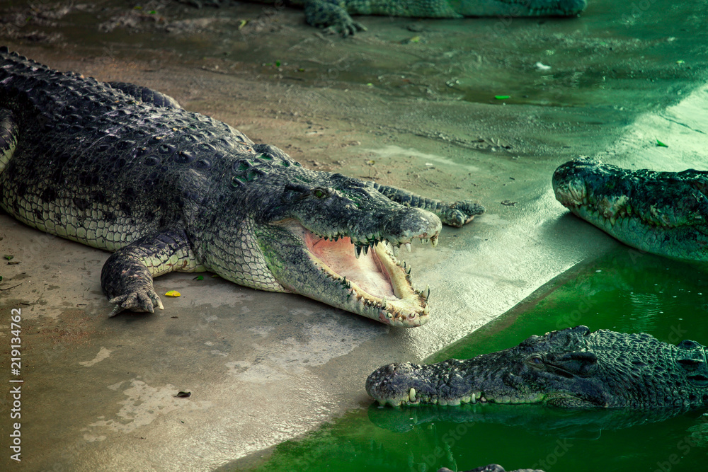 Obraz premium crocodile