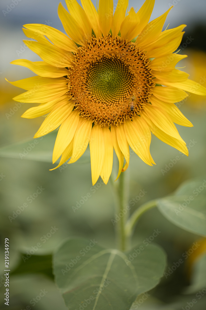 Obraz premium 花 ヒマワリ・向日葵