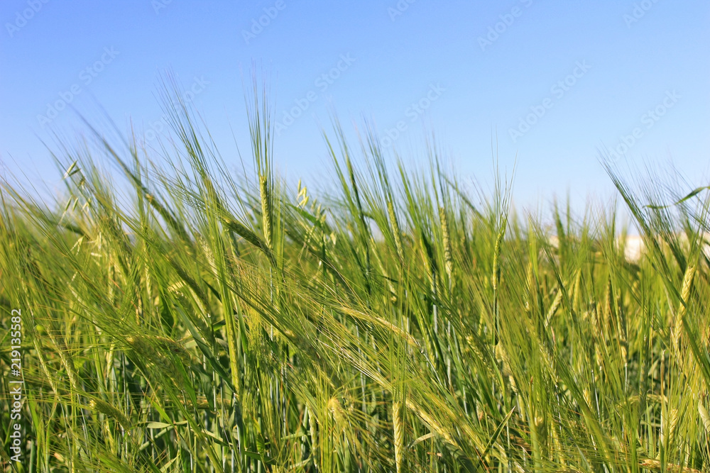 Green ears of wheat