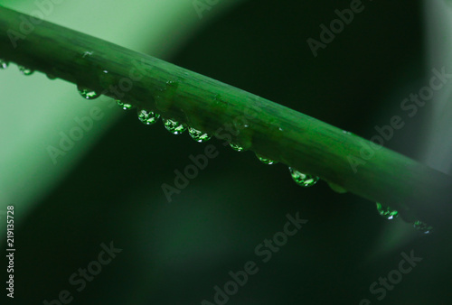 Reflection of the leaves in the rain drop. A drop of water on the branch. Gentle romantic spring artistic image. Soft blur pastel background.