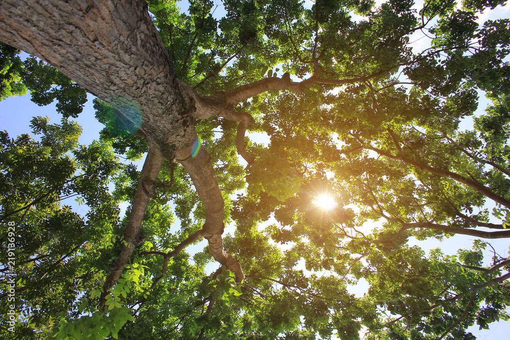 Forest trees and green leaves on sunlight background Forest trees and green leaves on sunlight background