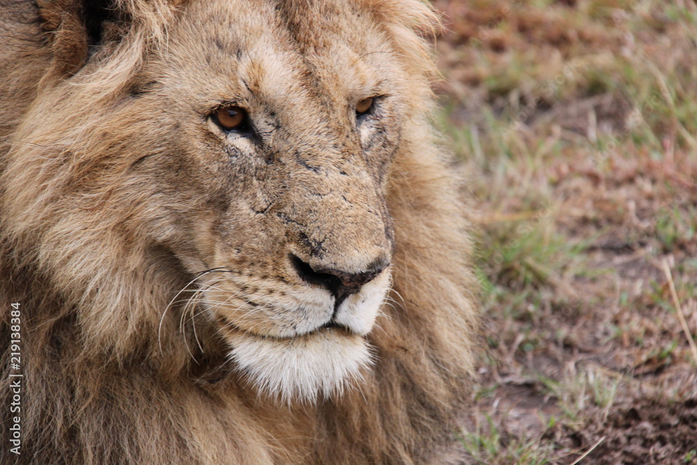 Löwe, Close Up, Serengeti, Afrika, Face Löwe, Close Up, Serengeti, Afrika, Face