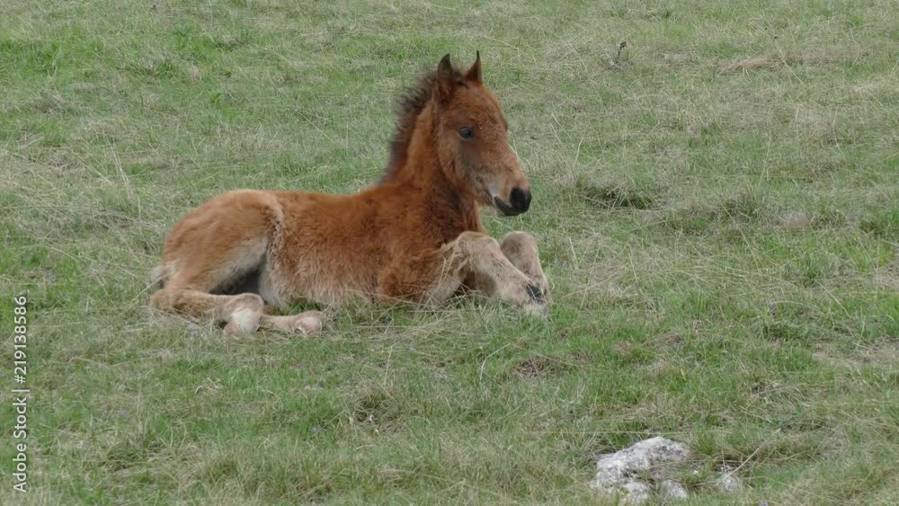 Foal