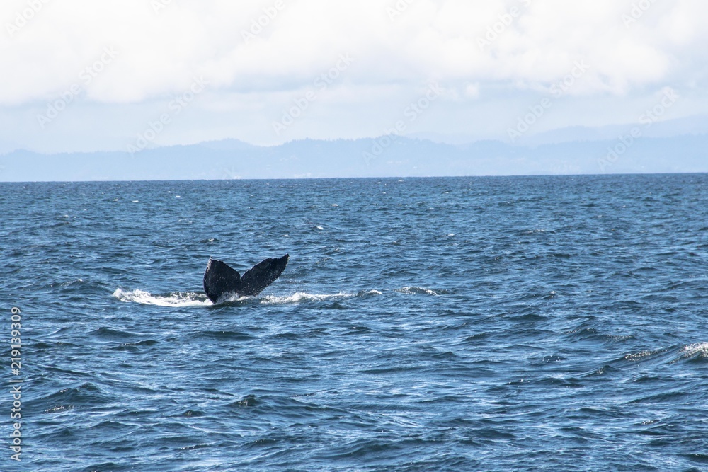 Fototapeta premium Whale Watching in Monterey