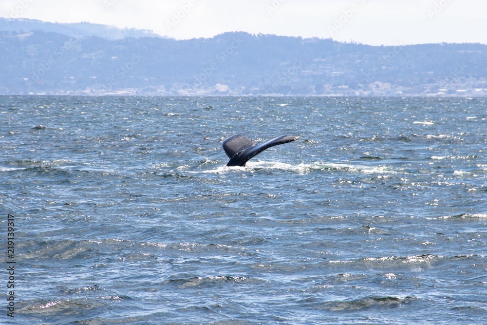 Fototapeta premium Whale Watching in Monterey