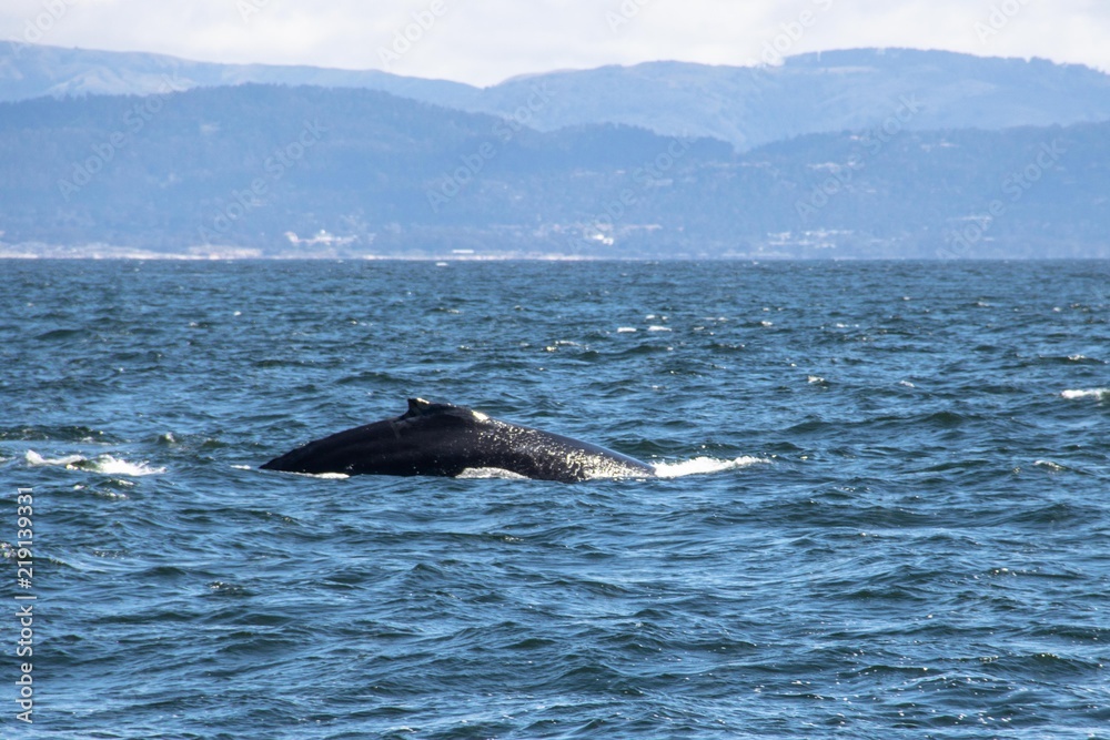 Fototapeta premium Whale Watching in Monterey