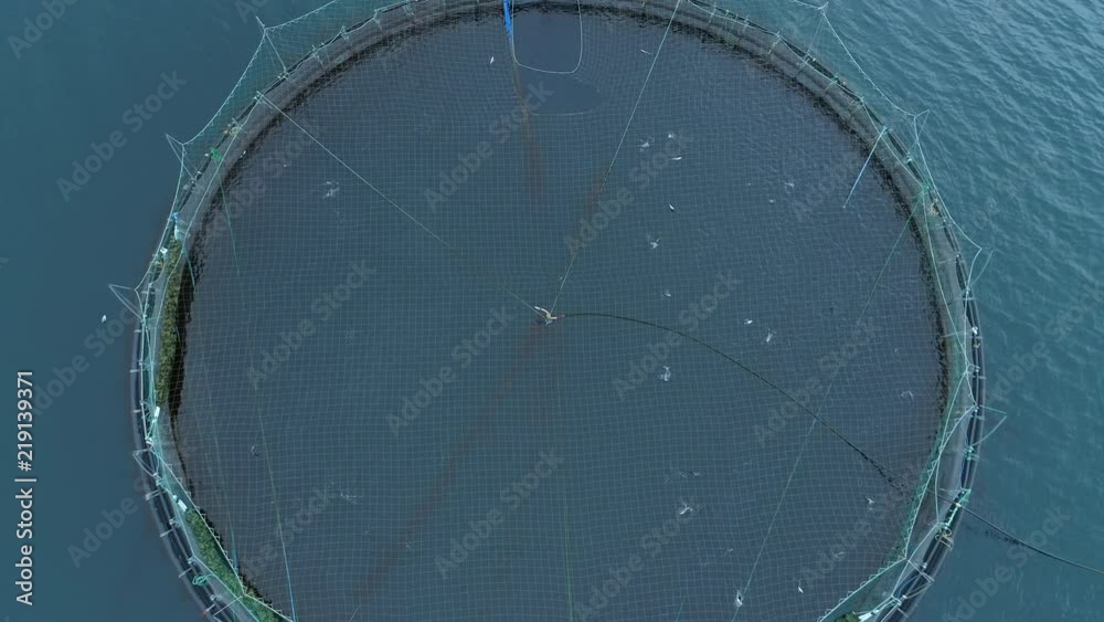 AERIAL, TOP DOWN: Cool aerial shot of large cages full of wild salmon floating in the cold sea. Flying above a big pond full of fish on large fish farm in Faroe Islands. Scandinavian aquaculture.