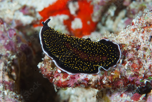 Thysanozoon nigropapillosum Flatworm photo