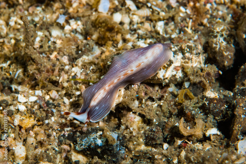 Prostheceraeus sp. Flatworm