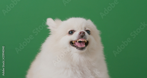Fotografie Pomeranian dog get angry over chroma key