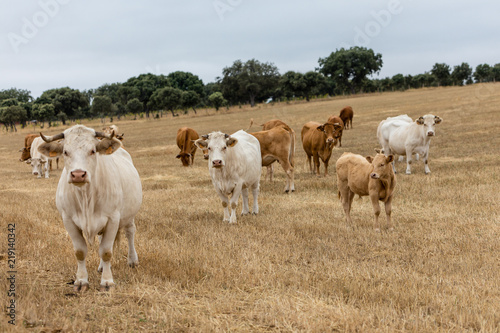 Cows in the fields of Salamanca, Spain