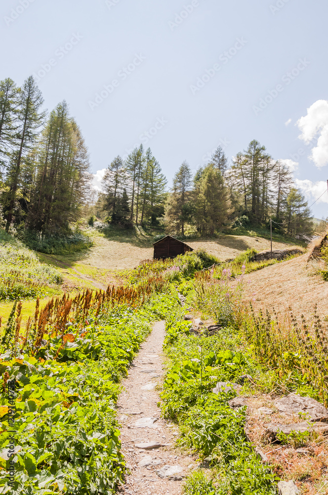 Naklejka premium Zermatt, Wallis, Blatten, zum See, Zmutt, Furi, Alpen, Wanderweg, Bergwiesen, Bergblumen, Alpenkräuter, Bergbauer, Trockenheit, Sommer, Schweiz