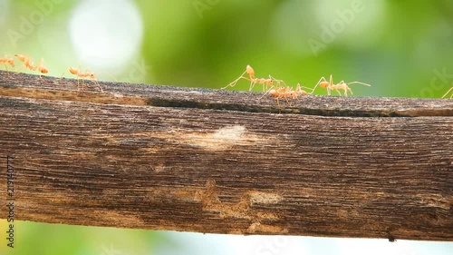 Red ants walking on dry timber with green blur background