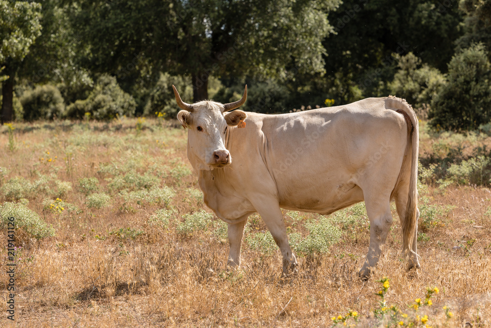 Cows in the fields of Salamanca, Spain Cows in the fields of Salamanca, Spain