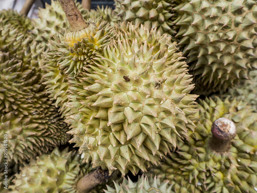 Huddle Durian, Mhonthong, king of fruits in Thailand. Huddle Durian, Mhonthong, king of fruits in Thailand.