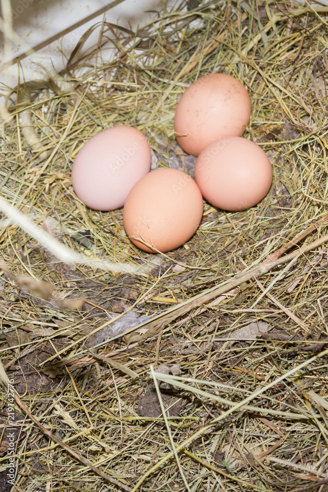 Fresh chicken eggs are carried in the chicken coop