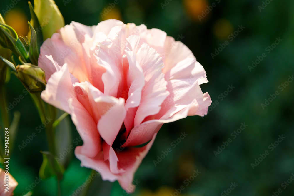 Beautiful pink flower eustoma in the sun, on a green background