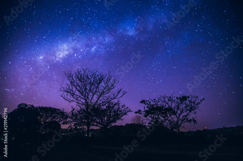 Galaxy landscape with pink and blue light. Long exposure night photo with trees un the dark