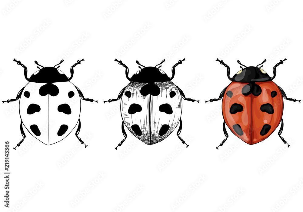 Vintage sketch of ladybug insect. Hand drawn vector ladybird, Stock Vector,  Vector And Low Budget Royalty Free Image. Pic. ESY-058884463 | agefotostock