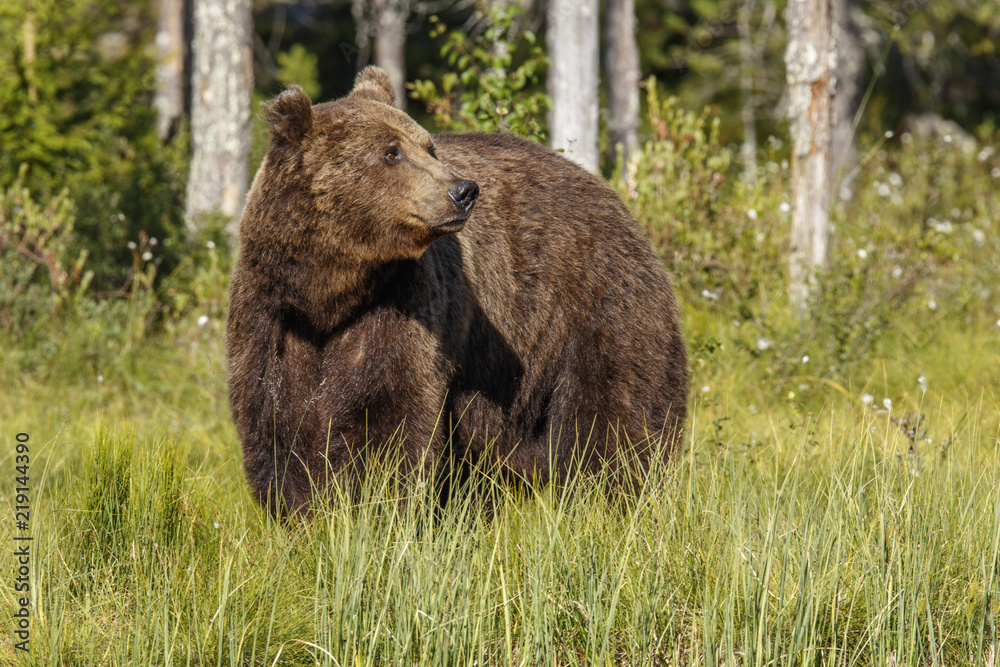 Brown Bear (Ursus arctos), on forest, Finland.