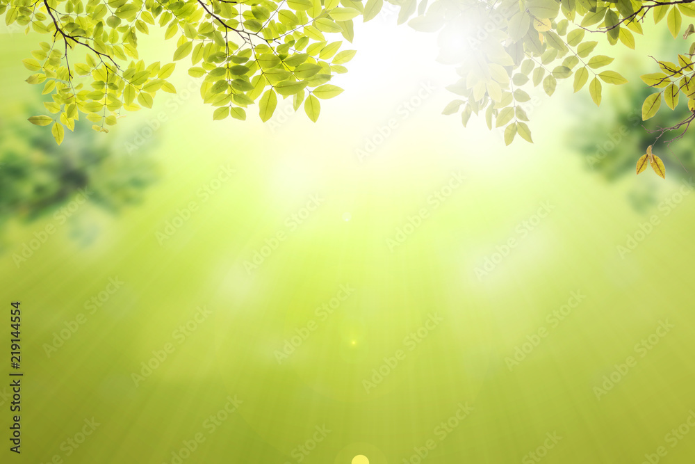 abstract nature green leaf on blurred bokeh background blurred with sunlight