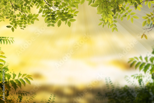 abstract nature green leaf on blurred bokeh background blurred with sunlight