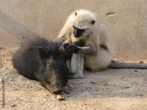 animal love,  monkey grooming a wild boar