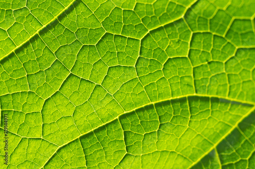 Macro texture of green leaf
