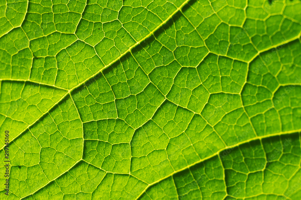 Macro texture of green leaf