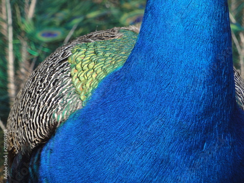 Close up of a peacock