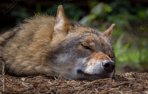 Wolf in forest Germany