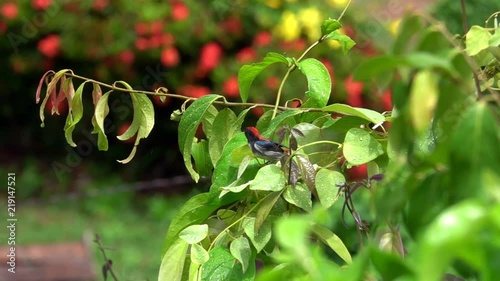 Scarlet-backed Flowerpecker (Dicaeum cruentatum) Sitting on Tree Branch photo