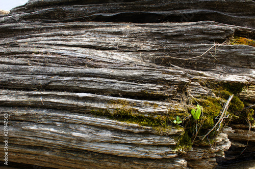 Foto Mossy Green Grey and White Driftwood Natural Nautical Summer Beach Rustic Nature