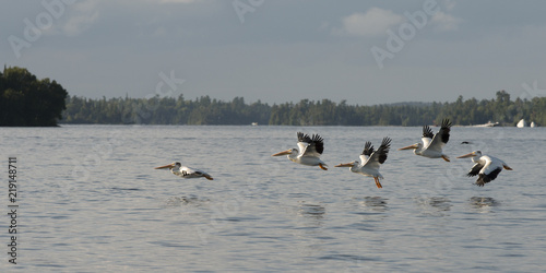 Pelicans flying over a lake, Kenora, Lake of The Woods, Ontario, Canada