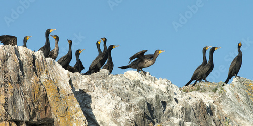 Flock of Double-Crested Cormorant (Phalacrocorax auritus) on the coast, Lake of The Woods, Ontario, Canada photo