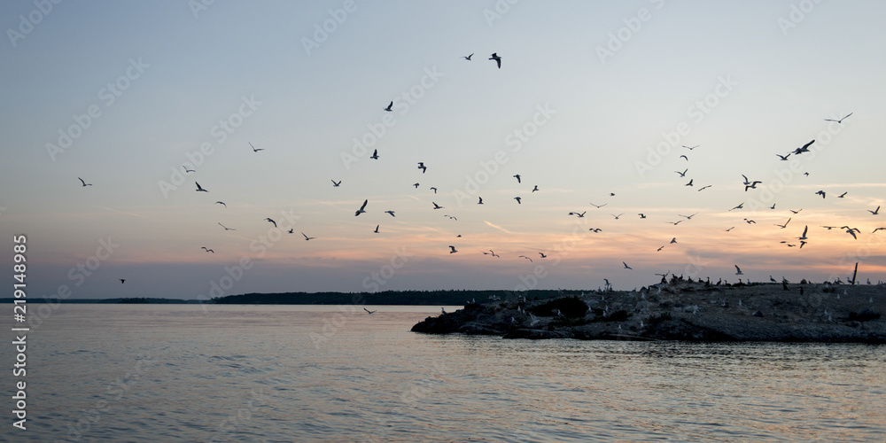 Birds flying over a lake, Kenora, Lake of The Woods, Ontario, Canada