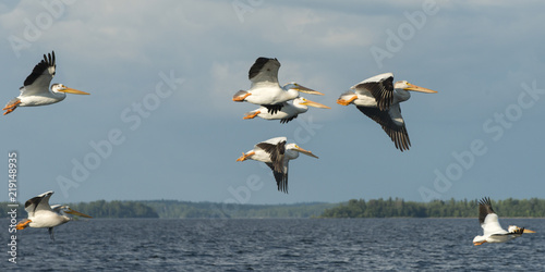 Pelicans flying over a lake, Kenora, Lake of The Woods, Ontario, Canada photo